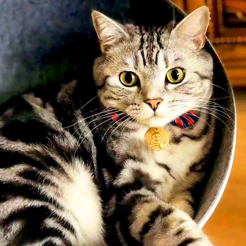 3D Custom Cat ID Tags
