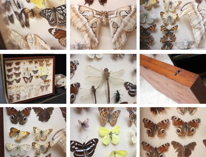 A Good c.1940s Framed Entomology Collection