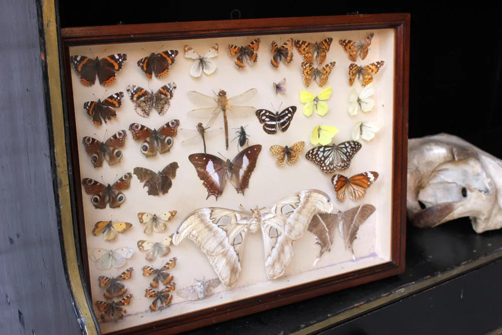 A Good c.1940s Framed Entomology Collection