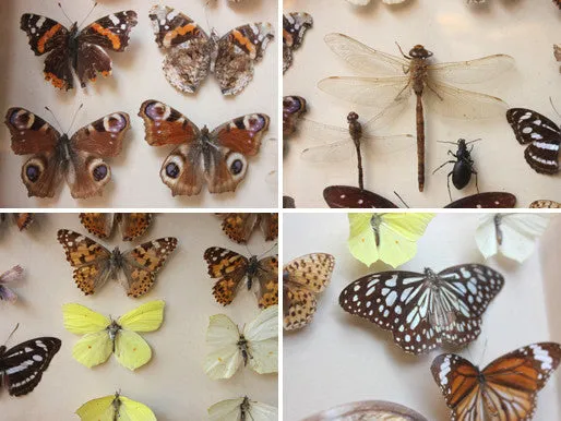 A Good c.1940s Framed Entomology Collection