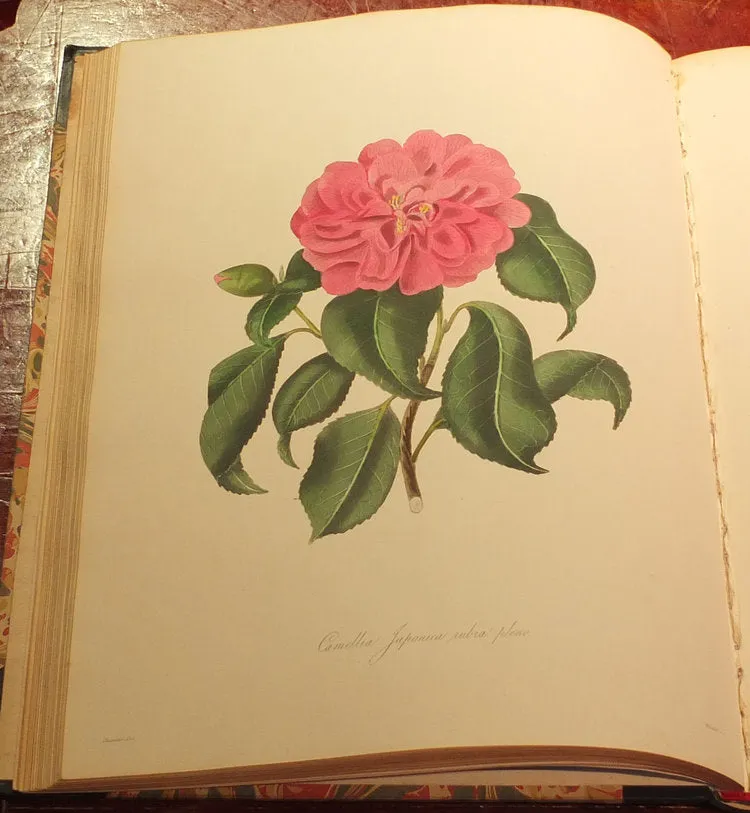 Alfred Chandler (1804-1896) William Beattie Booth (?1804-1874), Illustrations And Descriptions Of The Plants Which Compose The Natural Order Camellieae