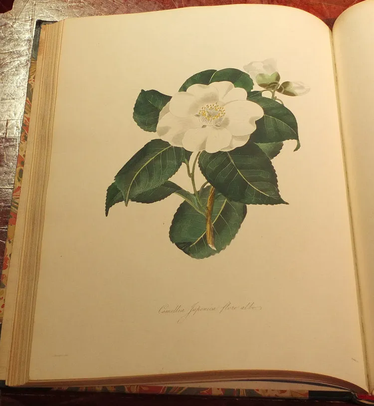 Alfred Chandler (1804-1896) William Beattie Booth (?1804-1874), Illustrations And Descriptions Of The Plants Which Compose The Natural Order Camellieae