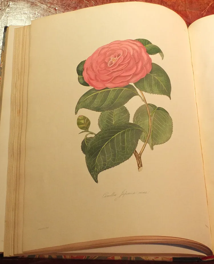 Alfred Chandler (1804-1896) William Beattie Booth (?1804-1874), Illustrations And Descriptions Of The Plants Which Compose The Natural Order Camellieae