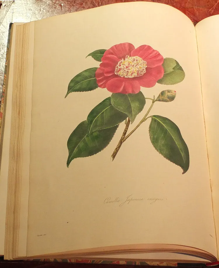 Alfred Chandler (1804-1896) William Beattie Booth (?1804-1874), Illustrations And Descriptions Of The Plants Which Compose The Natural Order Camellieae