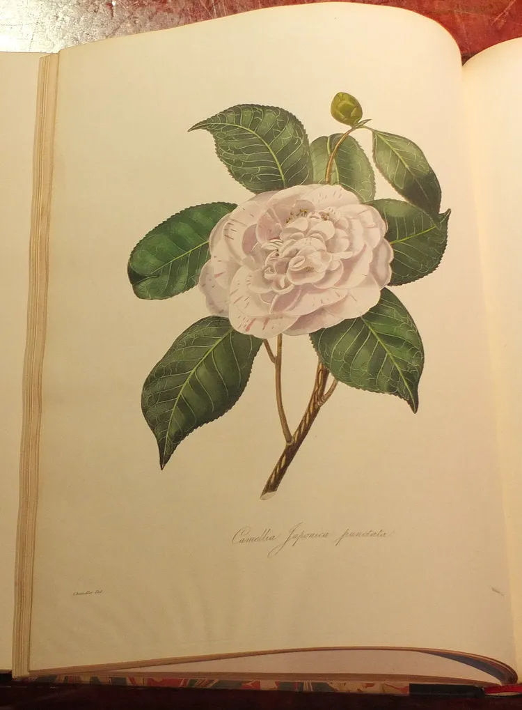 Alfred Chandler (1804-1896) William Beattie Booth (?1804-1874), Illustrations And Descriptions Of The Plants Which Compose The Natural Order Camellieae