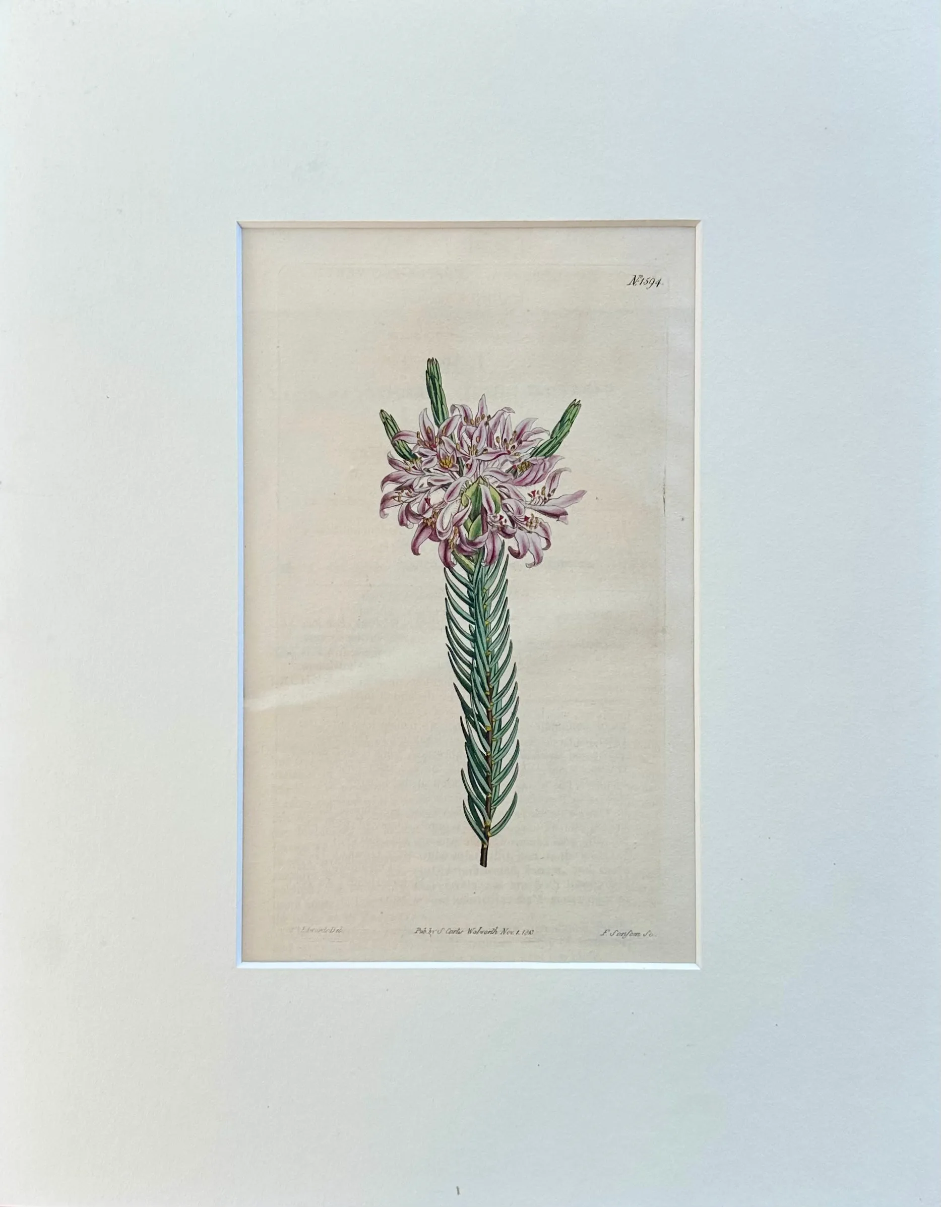 Curtis Purple Lachnaea Botanical Engraving, 1802