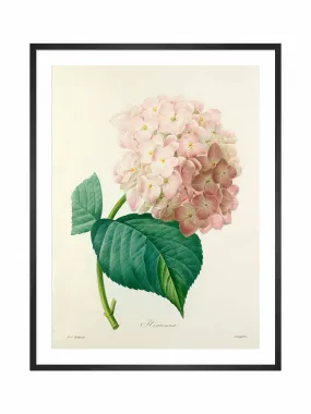 Hortensia