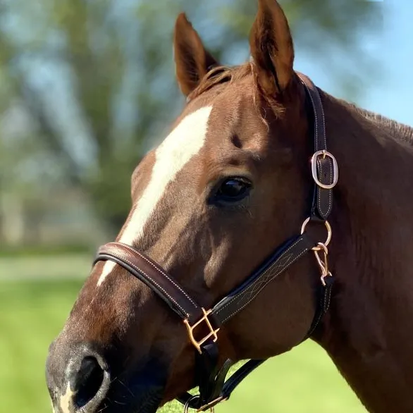 Padded Leather Halter w/ Rose Gold Hardware   FREE Custom Name Tag