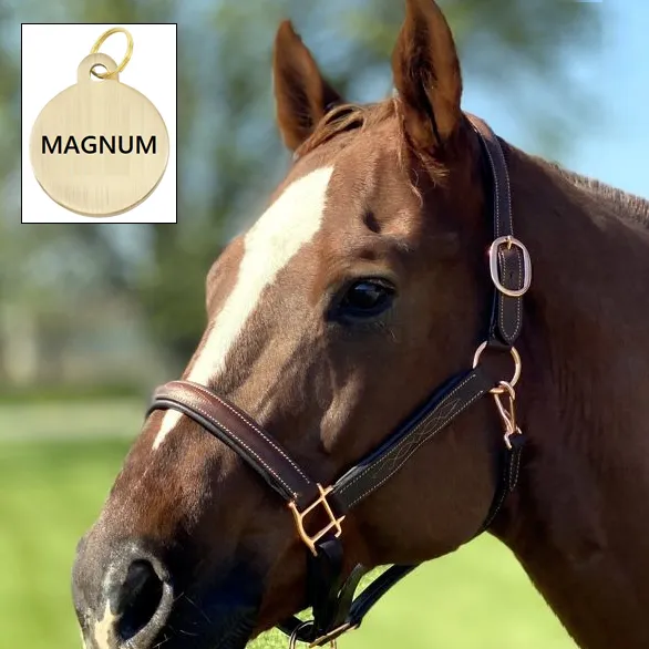 Padded Leather Halter w/ Rose Gold Hardware   FREE Custom Name Tag